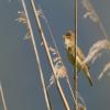 Marsh Warbler